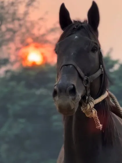 This is our black stallion, Zorawar, captured against a stunning sunset. He is an icon of power and poise at our stables.
