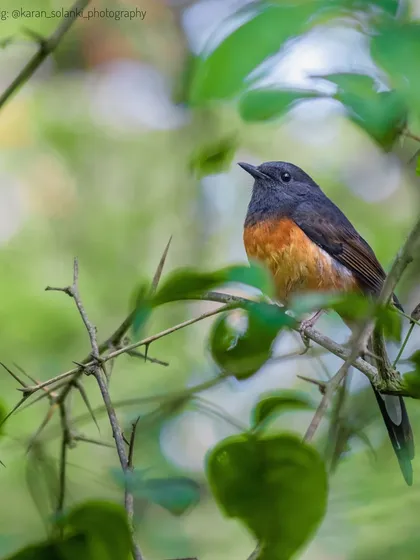A White-rumped Shama, another image featured in an article about my work. These birds have a beautiful song and are a delight to photograph.
