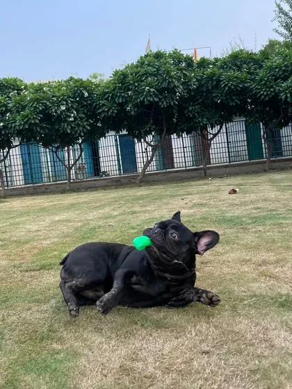 A playful Frenchie enjoying his toy on the lawn.