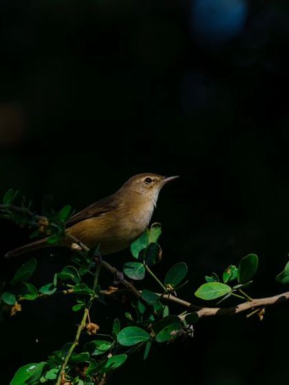 A Blyth's Reed Warbler is spotlit by the sun against a dark background, creating a dramatic and beautiful portrait.