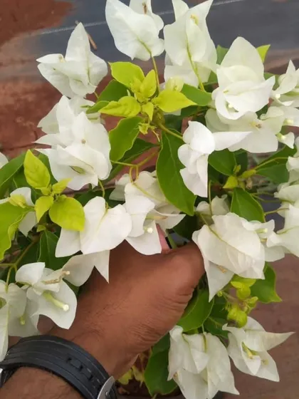 A close-up of a beautiful bunch of white Bougainvillea flowers. They are hardy plants that flower profusely with enough sunlight.