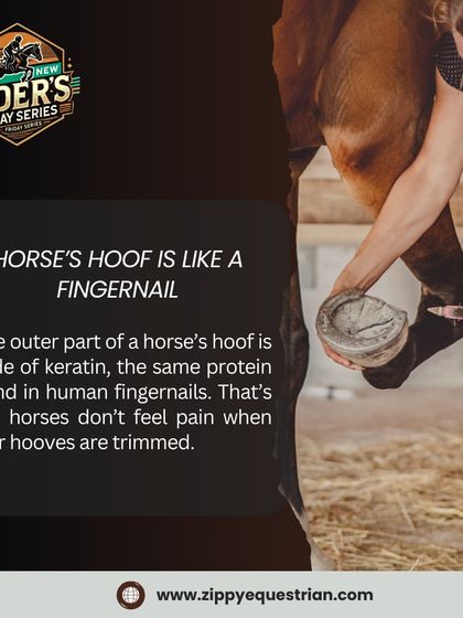 Did you know a horse's hoof is made of keratin, just like a human fingernail? This is why they don't feel pain when their hooves are trimmed by a professional farrier.