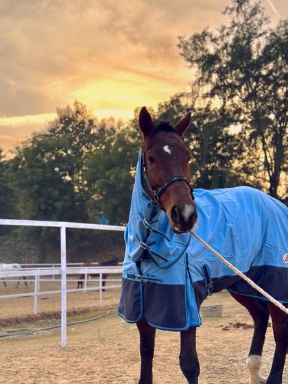 Our Champion Thoroughbreds photo 16