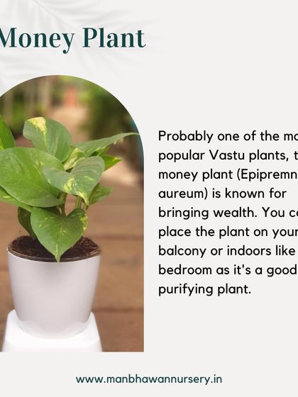 The Money Plant is probably one of the most popular Vastu plants, known for attracting wealth. You can place it on your balcony or indoors, as it's also a great air-purifying plant.