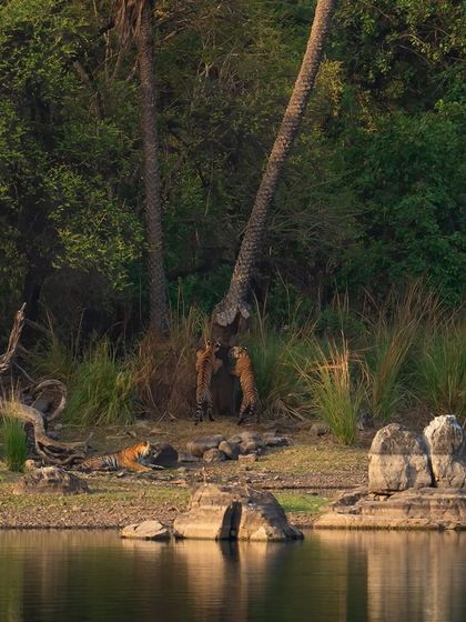 Riddhi and her cubs at Jogi Mahal, a classic Ranthambore scene. Watching these cubs grow into sub-adults over the seasons is a privilege.