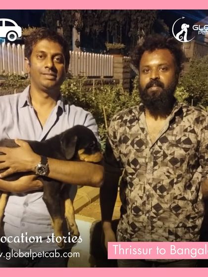 Global Pet Cab - Domestic Pet Relocation By Road: Your Private Pet-Friendly Cab photo 3