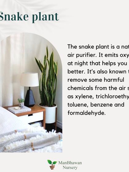 Bedroom Plant 2: Snake Plant. It's a natural air purifier that emits oxygen at night, which helps you sleep better. It also removes harmful chemicals from the air.
