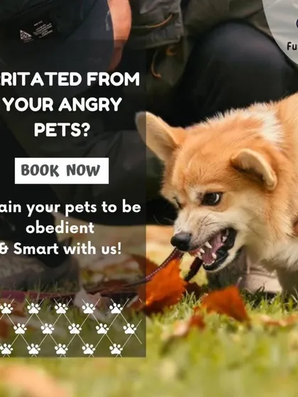 If you're irritated by an angry or aggressive pet, I can help. My behavior modification programs are designed to address the root cause of the issue and train your pet to be obedient and smart.