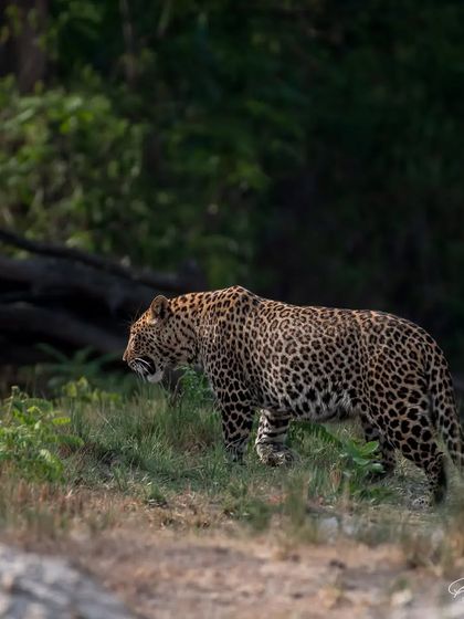 A male leopard named Heera walks with purpose through the forest of Rajaji National Park. His confident gait shows he is the master of his domain.