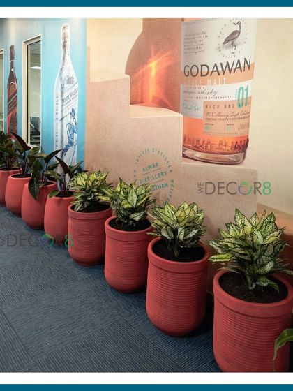 A row of Aglaonema plants in ribbed terracotta pots lines the base of a stepped display. The repetition and uniform color of the planters create a clean, organized look.