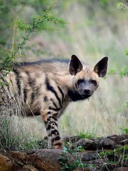 A Voice for Conservation photo 9