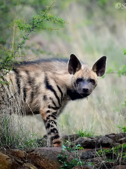 A Striped Hyena emerges from the brush in the Bhigwan Grasslands. Often misunderstood, hyenas are intelligent and resourceful animals with a crucial role in the ecosystem.