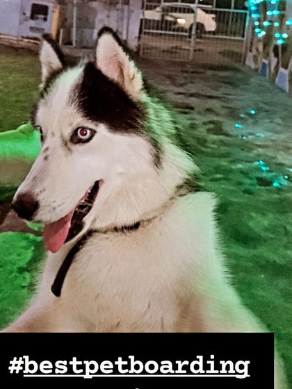 This happy Husky is all smiles after a fun play session in our outdoor park. We ensure our facility is a happy and stimulating place for all breeds, providing the best pet boarding experience in the Delhi NCR region.