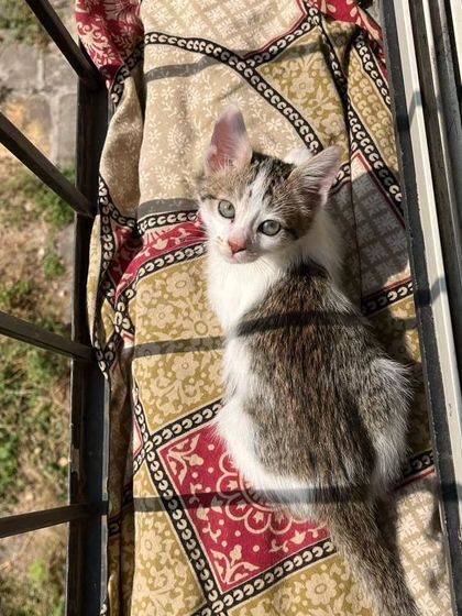 Here are more of the lovely cats I've had the pleasure of sitting. Each one has a unique personality, and I tailor my care to make them feel comfortable, from playful kittens to serene seniors.