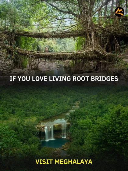 Welcome to the magic of Meghalaya. I take you on a trek through lush forests to see nature's own engineering marvel, the Double Decker Living Root Bridges. It's an experience you won't forget.