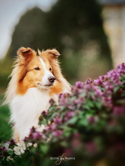 Rohit - Family & Pet Photography Outdoor Adventures photo 32