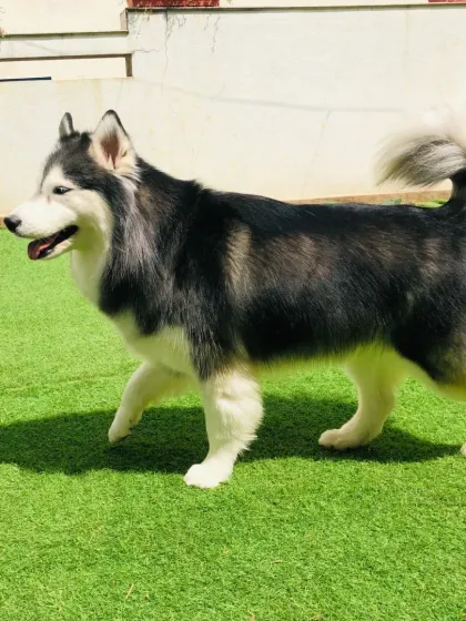 A Husky in motion, showing off its beautiful gait and fluffy tail.
