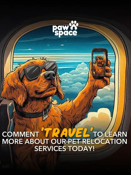 From local trips to international pet relocation, we've got your back. We help you navigate all the requirements for air travel so your pet can join you on your biggest adventures.
