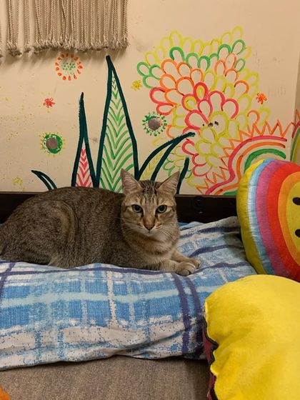 Olive making herself at home. My space is designed to be colorful, cozy, and stimulating for cats.