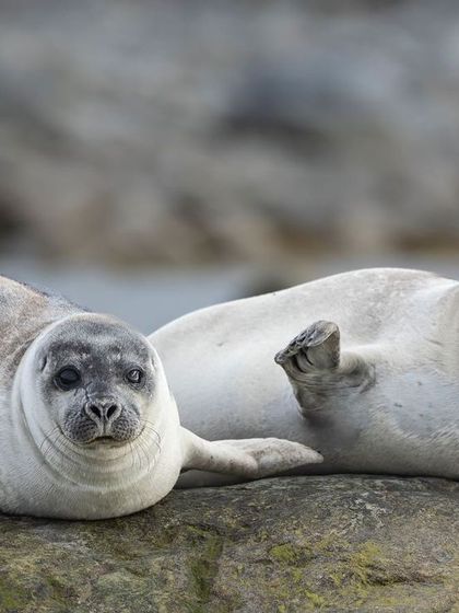 A pair of curious Harbour Seals resting on a rock. One seems to be waving "Hi!" Seals are a primary food source for polar bears and a key part of the Arctic food web.