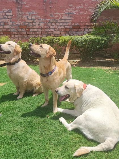 Three beautiful dogs, two Golden Retrievers and a Labrador, sitting patiently for their human. Their good behavior is a joy to see.