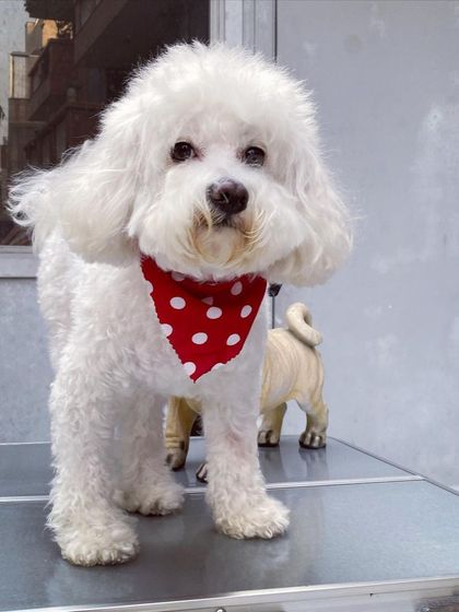 Steve the Maltese is a fluffy white cloud of happiness after his styling.