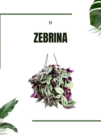 Plant Care & Our Catalog photo 13