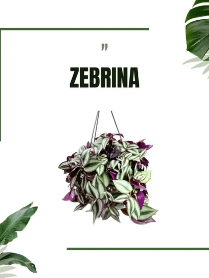A graphic of the Zebrina, or Inch Plant, known for its striking striped leaves with shades of green, silver, and purple, making it a colorful addition to any hanging display.