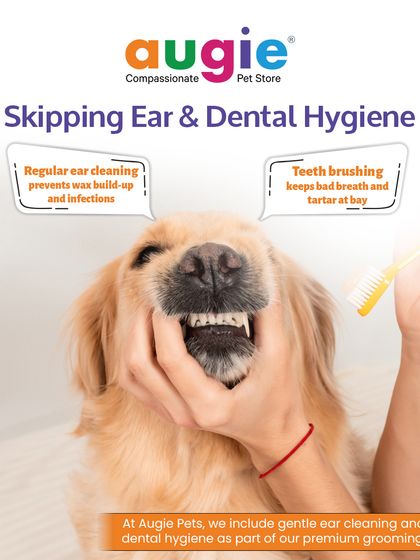 Augie Pets - Pet Grooming Services Seasonal & Health Care Guides photo 10