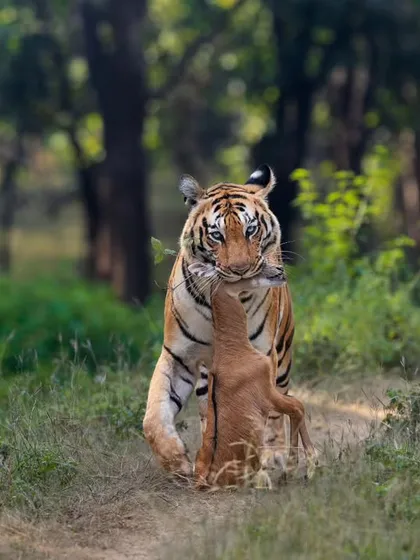 The raw reality of the jungle. Here, a tigress named Baras carries her Nilgai fawn kill in Pench. It's a powerful reminder of the circle of life.
