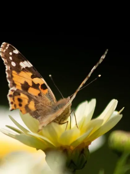 A low-key macro shot of a Painted Lady butterfly resting on a flower. The dark background, achieved in-camera, isolates the subject and draws the viewer's eye to the intricate patterns on its wings.
