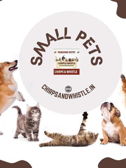 From dogs and cats to smaller pets like rabbits and hamsters, I have a wide range of animals and supplies to fit your lifestyle.