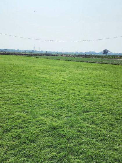 Delhi Gardner - Wholesale Plant & Turf Supply Natural Grass Turf: From Our Farm to Your Project photo 86