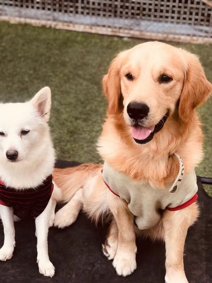 An unlikely but adorable pair. This white Spitz and Golden Retriever are posing perfectly together, showing that friendships come in all shapes and sizes.