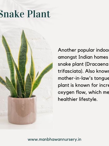 The Snake Plant is another popular indoor plant for Vastu. It is known for promoting increased oxygen flow, which contributes to a healthier lifestyle and positive energy in the home.