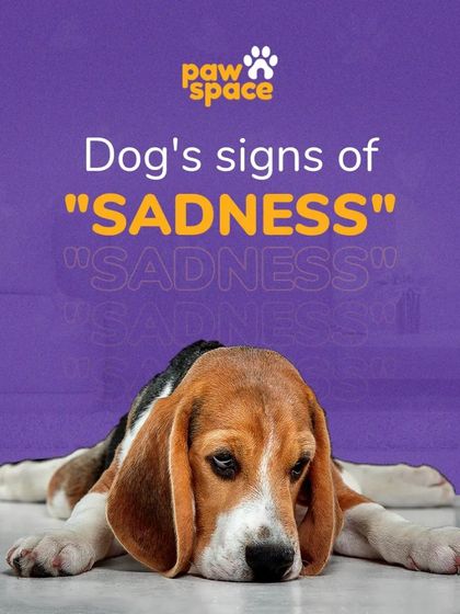 PawSpace - Dog Walking Essential Pet Care Tips photo 11