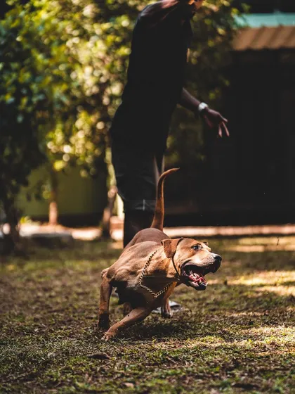 This Pitbull is in full play mode. I believe regular, active play is essential for a dog's physical and mental well-being during their stay.