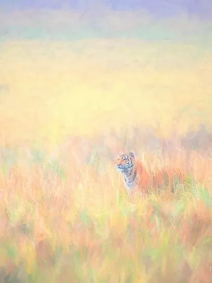 A tiger in the grasslands of Corbett, transformed into a painterly masterpiece. I edited this photograph to evoke the feeling of a canvas, where the soft winter light and misty background blend into a dreamlike scene.