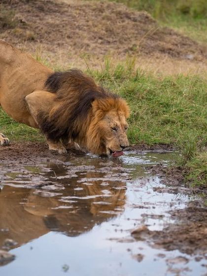 A male lion quenches his thirst from a muddy puddle, his reflection staring back.