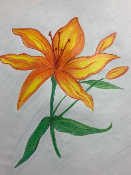 Flowers are a wonderful subject for learning about shape, color, and shading. This beautiful lily was drawn with colored pencils, with a focus on blending yellows and oranges to show how light hits the petals.