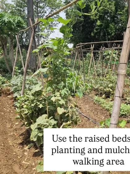 We use the raised beds for planting and apply mulch to the walking areas. Mulching the paths helps suppress weeds, retain moisture, and build healthy soil over time.