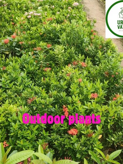 More red Ixora plants, perfect for creating a colourful border.