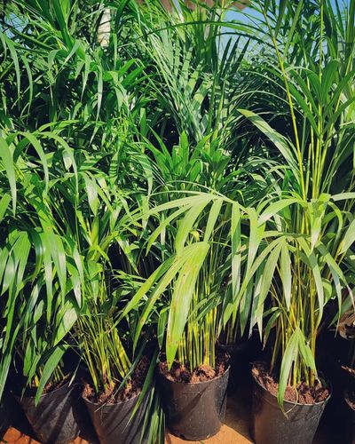 Plant Supply