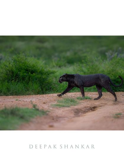 The myth of the Black Panther. This is actually a black leopard, a rare and stunningly beautiful melanistic cat. Seeing one is a once-in-a-lifetime experience.