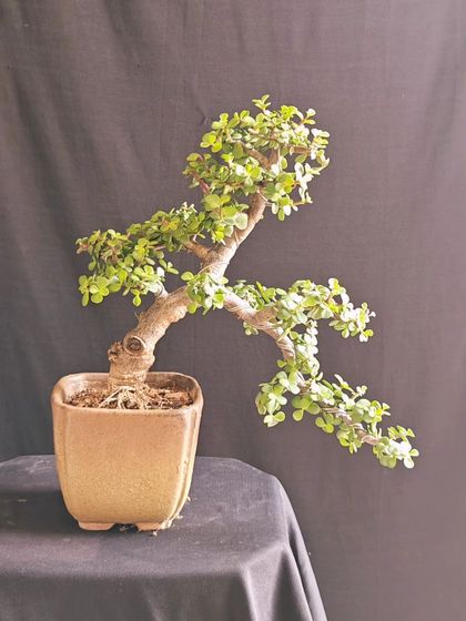 A windswept style Jade bonsai, with all its branches trained to one side as if shaped by strong coastal winds. This style evokes a sense of drama and movement.
