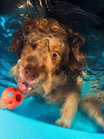Pure, chaotic, underwater fun. This shot shows the energy and excitement of a dog completely in its element. Our action photography sessions are all about capturing your pet's true spirit.