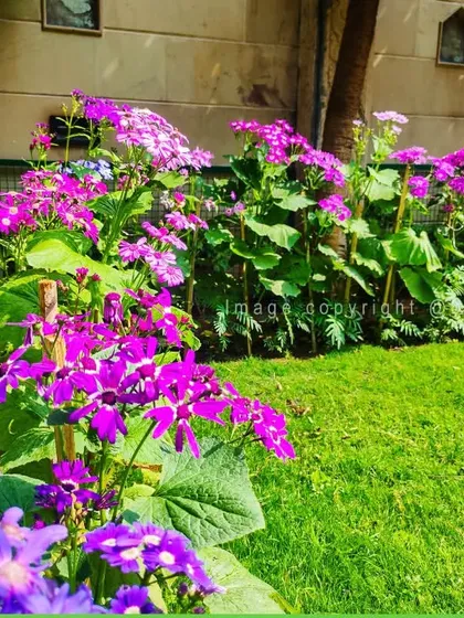A low-angle view of a vibrant flower bed, showing the healthy foliage and abundant blooms we cultivate.