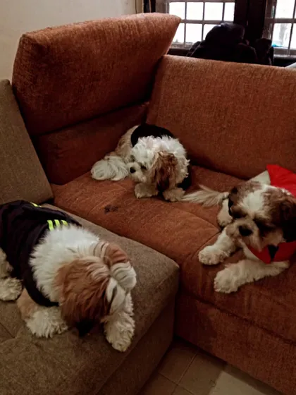 A happy trio of Shih Tzus relaxing on the couch. This is what my home-style pet boarding and daycare looks like, comfortable and full of friends.