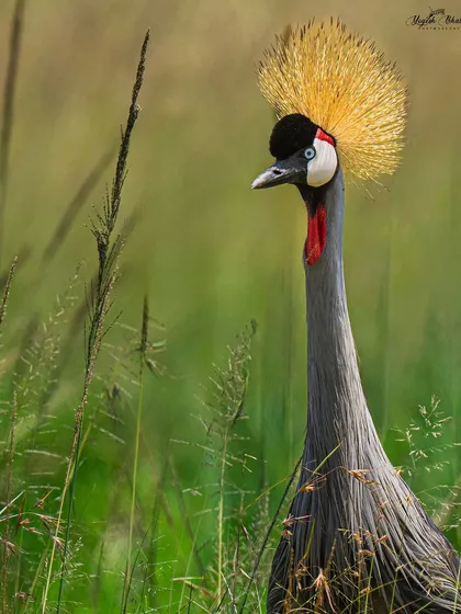 A close-up portrait of the Grey Crowned Crane, showcasing its incredible detail and color. The shallow depth of field isolates it beautifully from the green background.