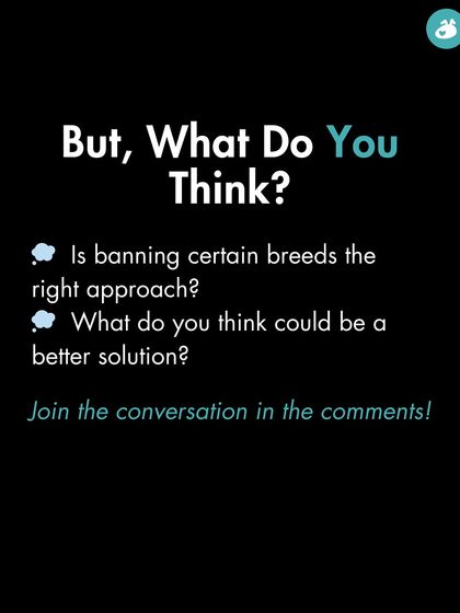 The Pack - Online Pet Parent Community A Voice for Every Dog photo 12